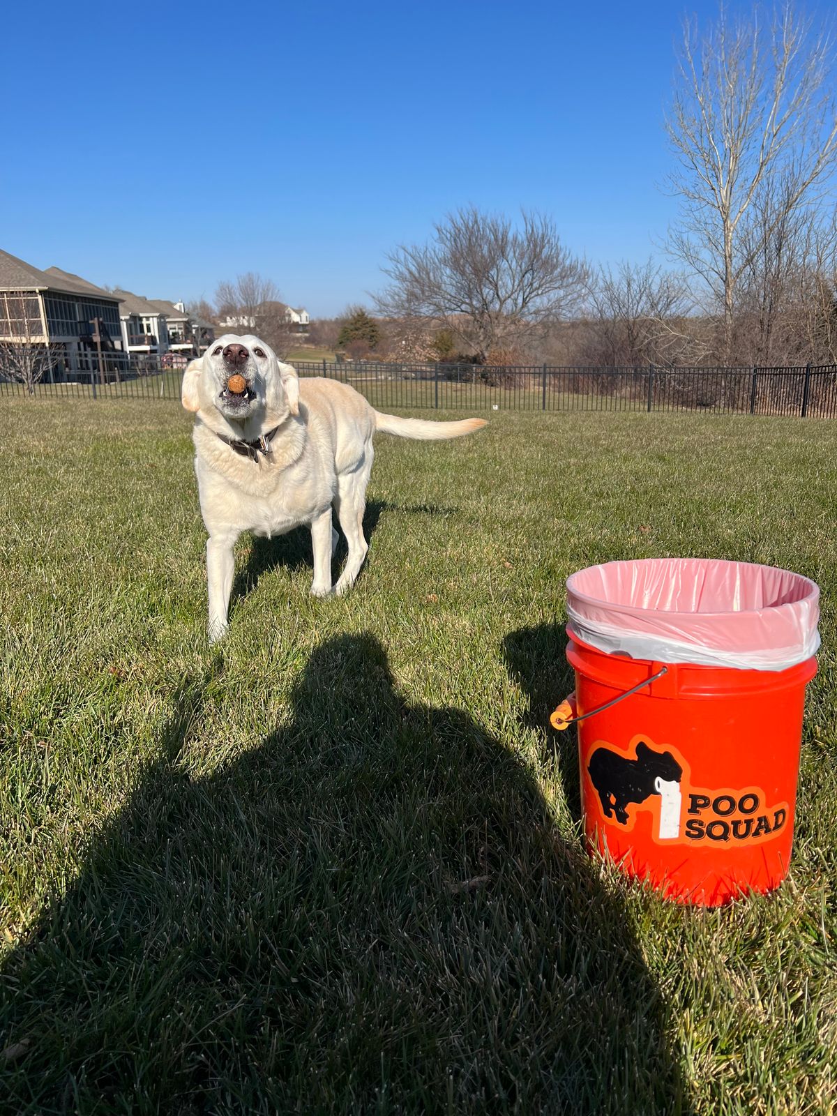 A yellow labrador standing on a back lawn holding a ball in its mouth, with an orange Poo Squad collection bucket on the grass.