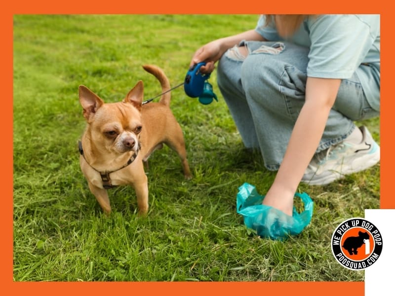 What Dissolves Dog Poop in the Yard (Safely & Fast)