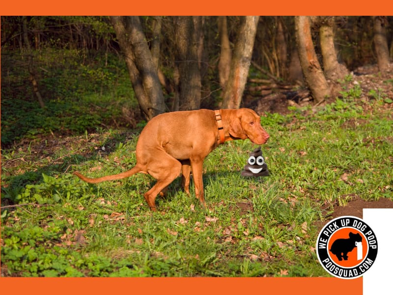 What to Do With Dog Poop | Disposal Methods
