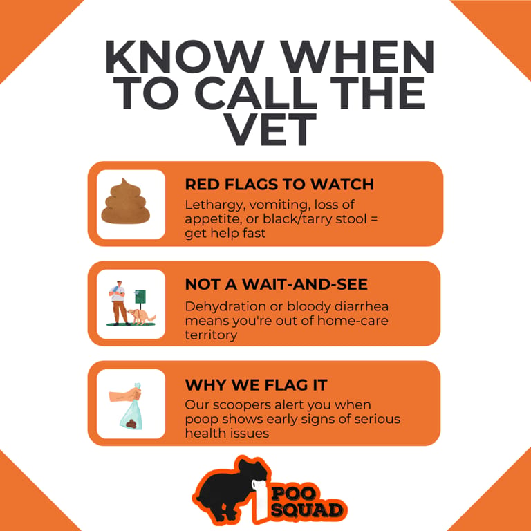 when to call vet brown dog poop