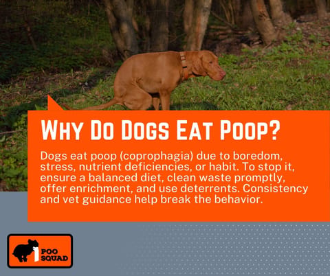 why do dogs eat poop why do dogs eat poop