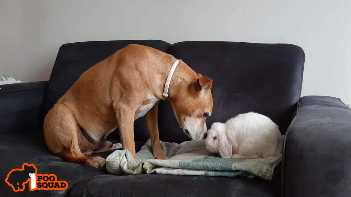 Why Do Dogs Eat Rabbit Poop? Causes, Risks & How to Stop It
