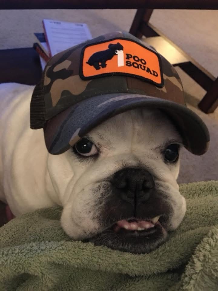 A white bulldog resting on a blanket wearing a camouflage Poo Squad cap.