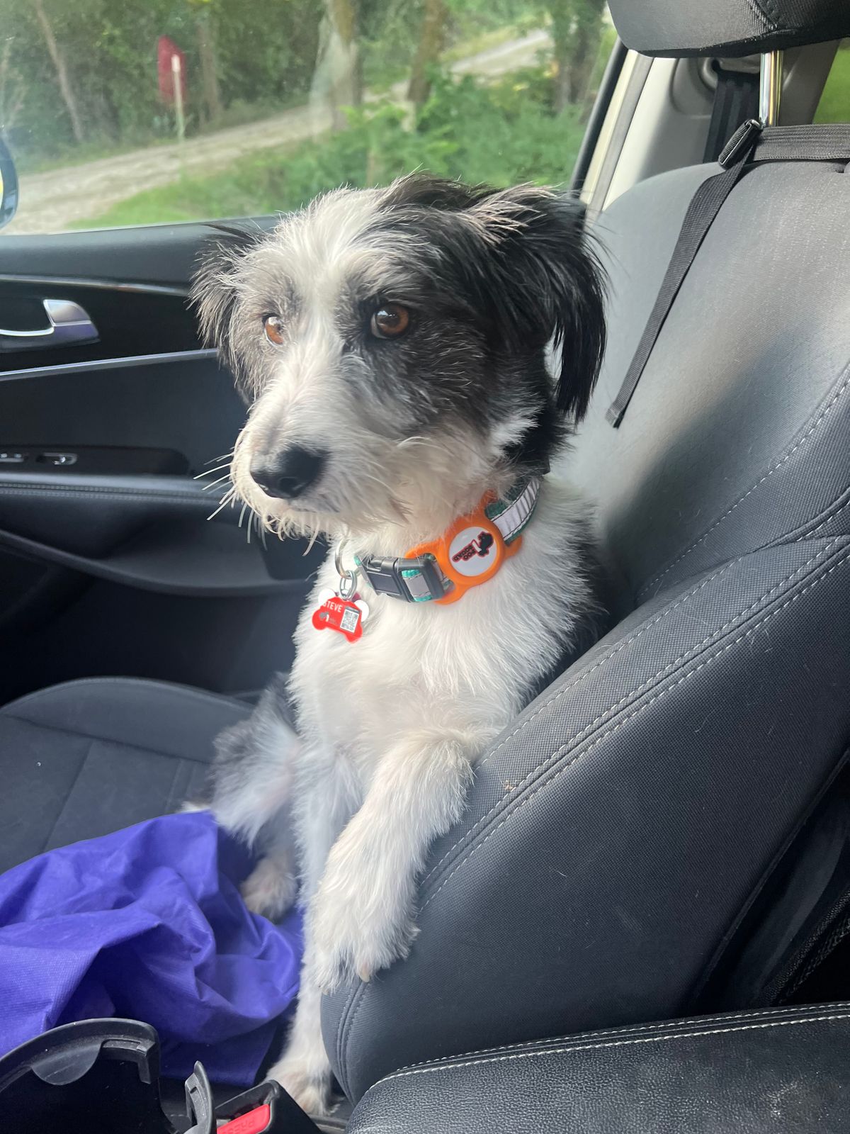 A scruffy black and white dog sitting upright on a car seat, looking directly at the camera.