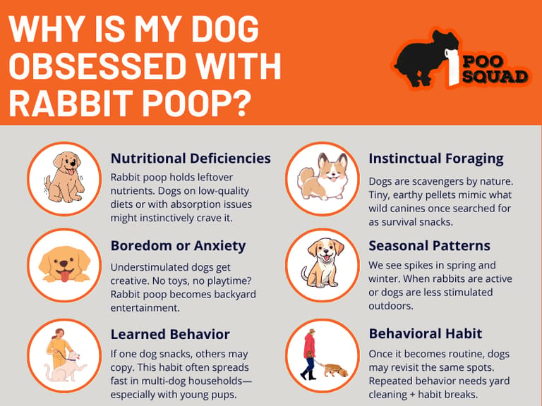 why dog obsessed rabbit poop