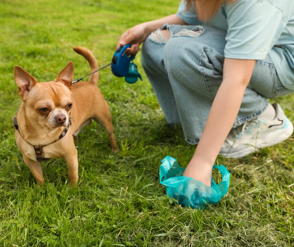 Why Your Dog's Poop Is Green & What It Means