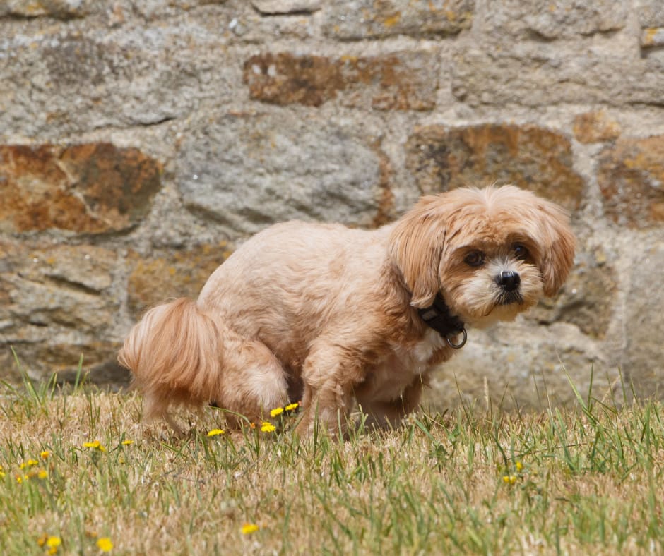 Why You Don’t See White Dog Poop Anymore