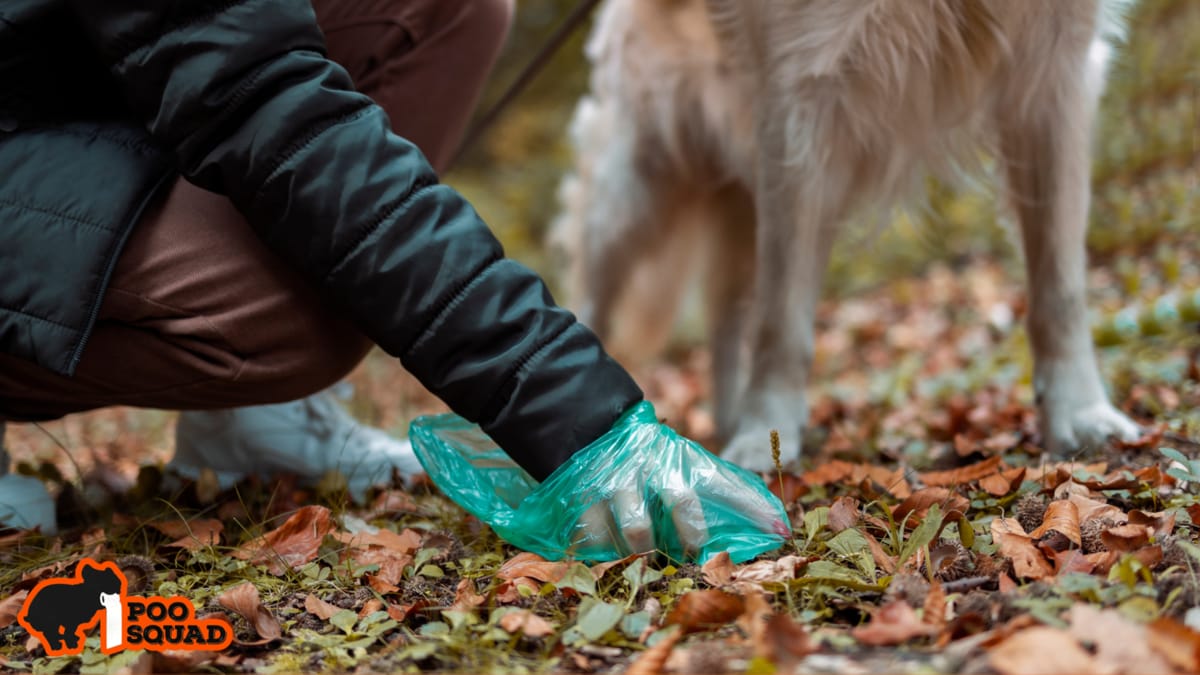 Why Is My Dog’s Poop Smaller? Causes & Vet Advice
