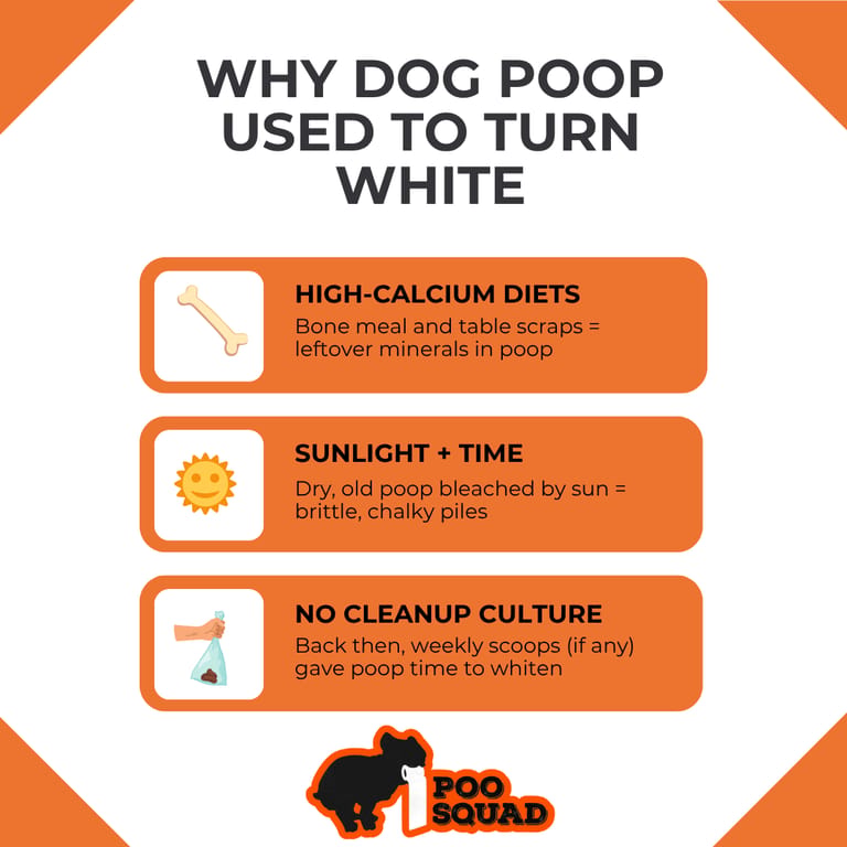 why dog poop used to be white why dog poop used to be white