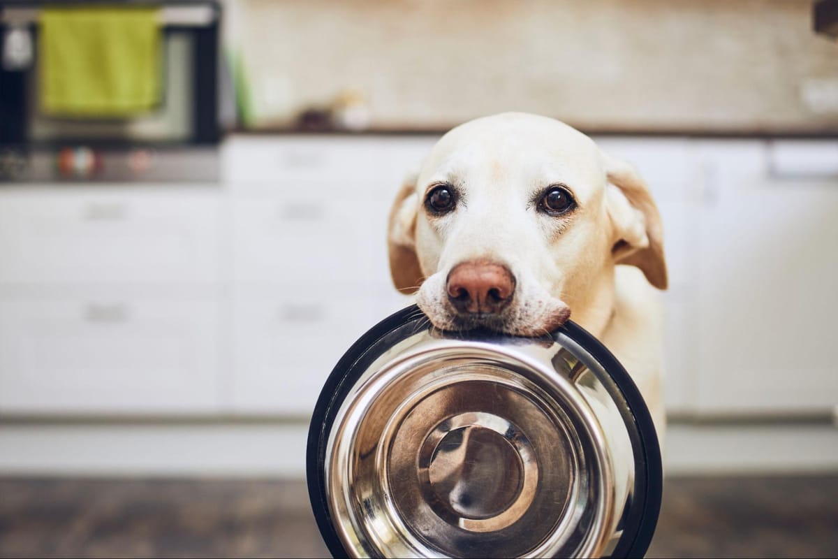 Why Is My Dog Eating Cat Poop? (And How to Stop It)