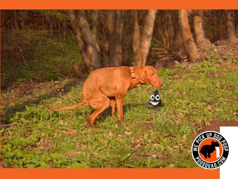 Why Dogs Eat Poop (And How to Stop It Fast)