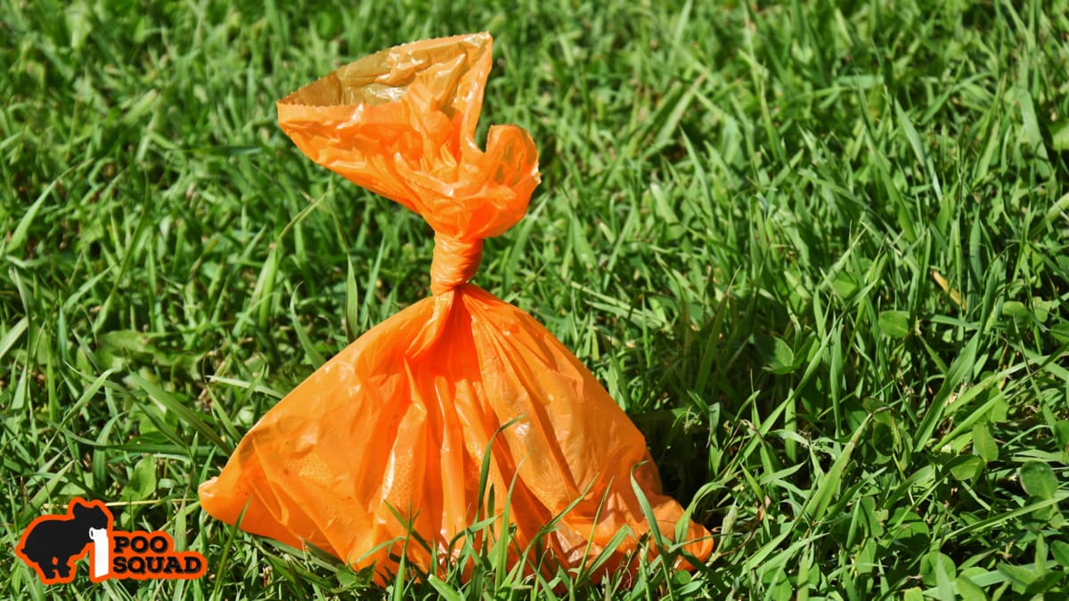 Why Is My Dog’s Poop Orange? Causes & Next Steps - Poo Squad