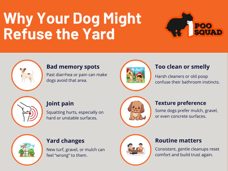 why your dog doesnt poop backyard